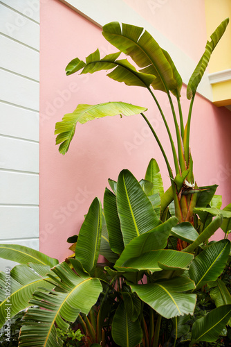 Tropical-bahamas-colorful-banana-leaves-pink-yellow-green-building