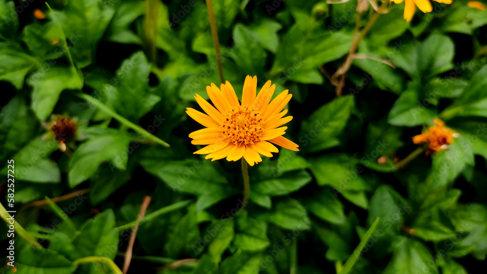 Blossoming yellow flower in the garden, close up view Blossoming yellow flower in the garden, close up view