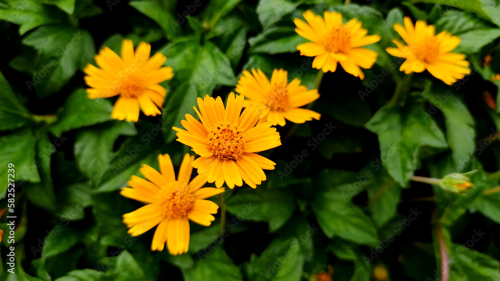 Blossoming yellow flower in the garden, close up view Blossoming yellow flower in the garden, close up view