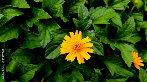 Blossoming yellow flower, close up view