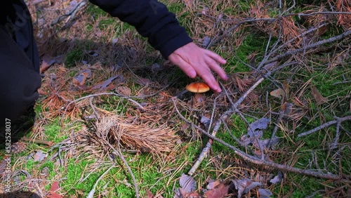 To pick mushrooms. Go mushrooms. Hand picks a mushroom