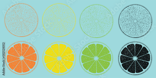 Orange, lemon, grapefruit and lime. Cut fruit. Four slices of citrus. Сontour illustration.