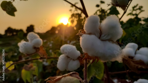 Ripped cotton flowers with sunset view, ripped cotton crop