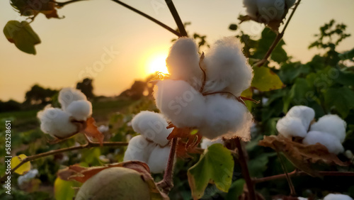 Ripped cotton flowers with sunset view, ripped cotton crop
