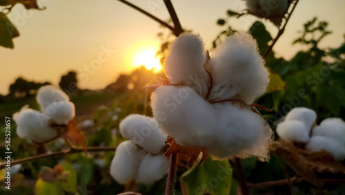 Ripped cotton flower with sunset view