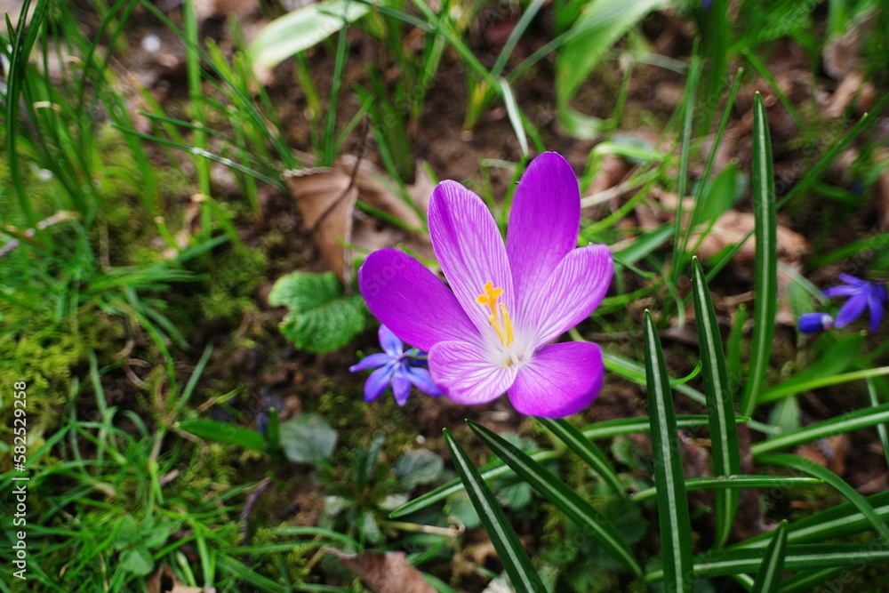 Krokus Krokus
