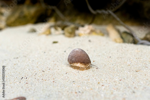 Sea snail at the beach