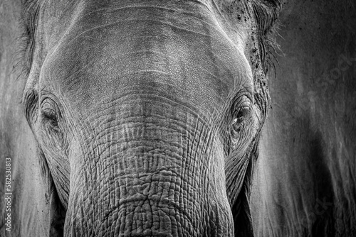 Bild auf Leinwand Full frame Ellie