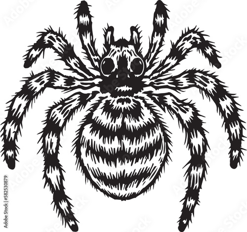 Tarantula, Tarantulas, Arachnida,  Vector Illustration, SVG