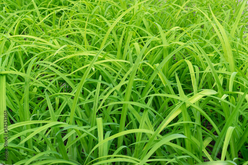 Beautiful green grass background in the nature