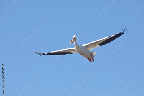 An American white pelican, Pelecanus erythrorhynchos, in flight with full wingspan isolated on a blue sky background. 