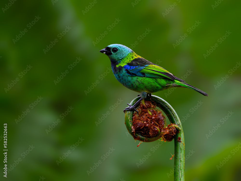 Green-headed Tanager portrait on a plant against dark green background