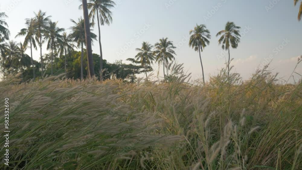 The wind blows on the high grass of a palm field at the edge of the beach ,in Cambodia The wind blows on the high grass of a palm field at the edge of the beach ,in Cambodia