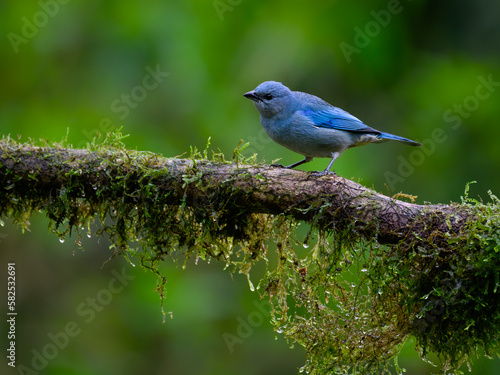 Sayaca Tanager on mossy stick on rainy day against dark green background