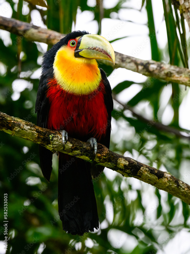 Naklejka premium Red-breasted Toucan portrait on tree branch