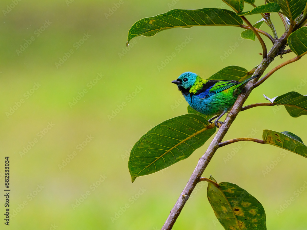 Green-headed Tanager on tree branch, portrait in Atlantic Rainforest Green-headed Tanager on tree branch, portrait in Atlantic Rainforest