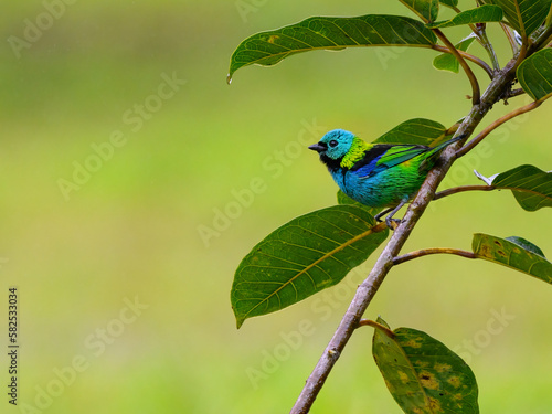 Green-headed Tanager on tree branch, portrait in Atlantic Rainforest