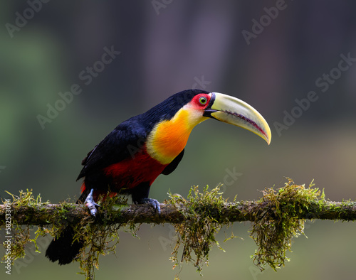 Red-breasted Toucan portrait on mossy stick on rainy day against dark background
