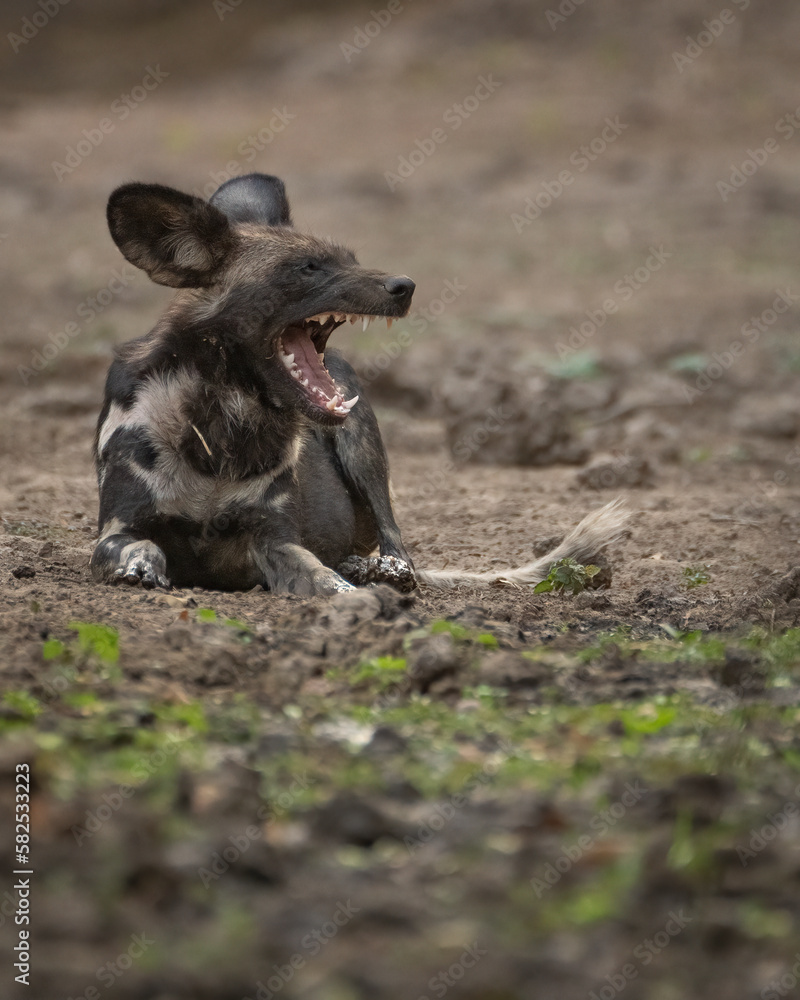 Yawn Yawn