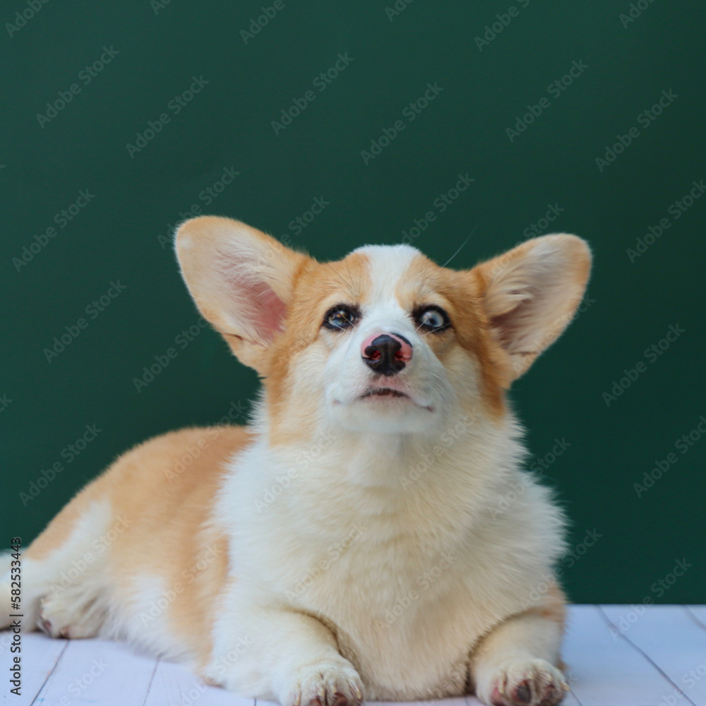 Corgi puppy looking serious to the camera. Green background. Lying in a wooden surface Corgi puppy looking serious to the camera. Green background. Lying in a wooden surface