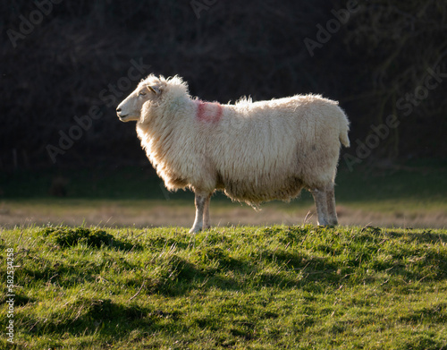 A sheep enjoying the Spring Sunshine.