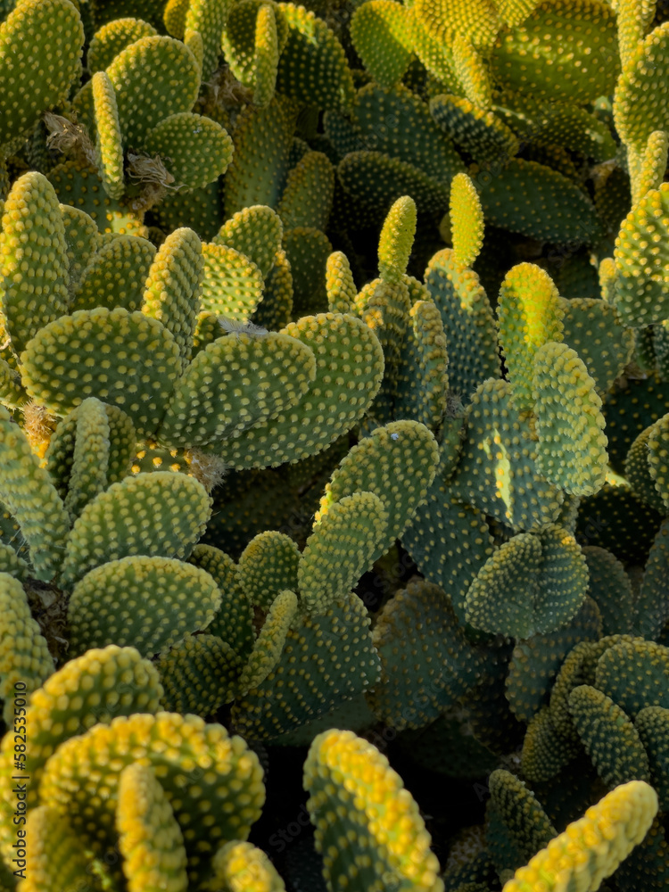 cactus in the desert cactus in the desert