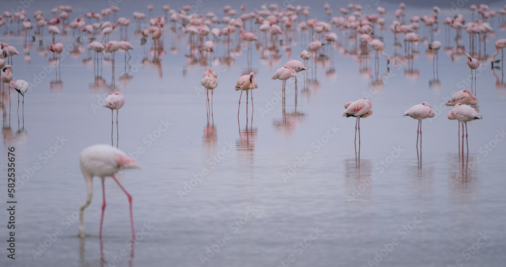 Fototapeta premium Unique among others