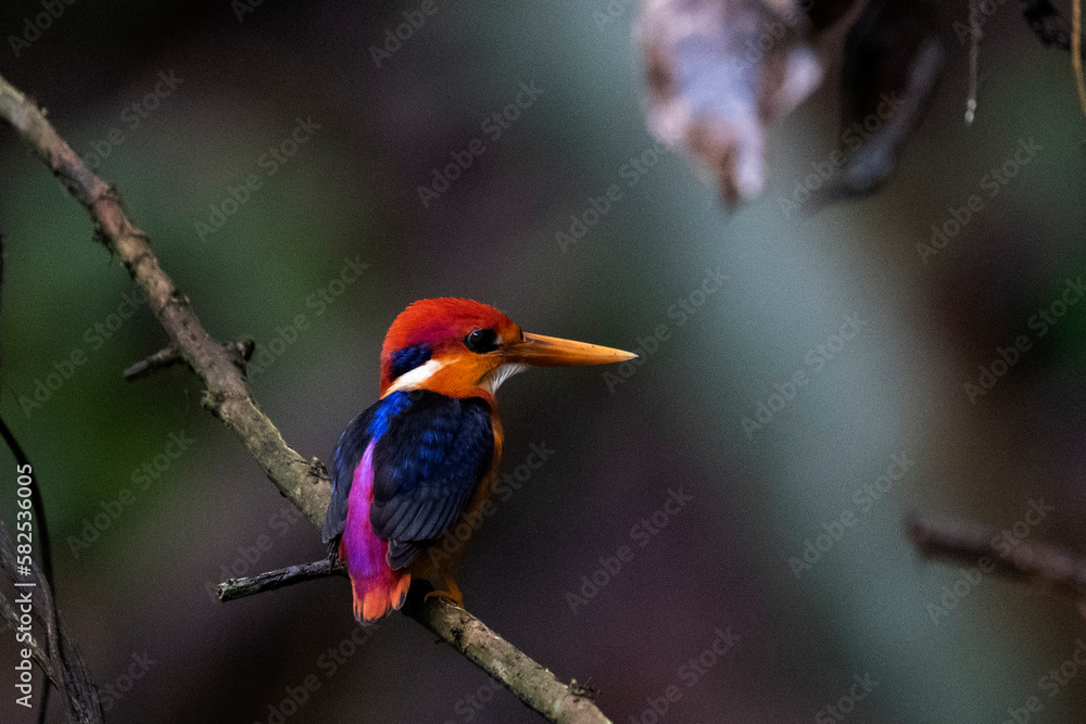 Fototapeta premium kingfisher on branch
