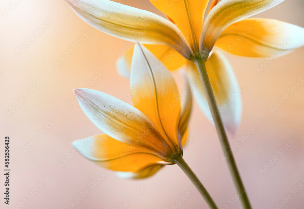 Wiosenne kwiaty - tulipany botaniczne Tarda