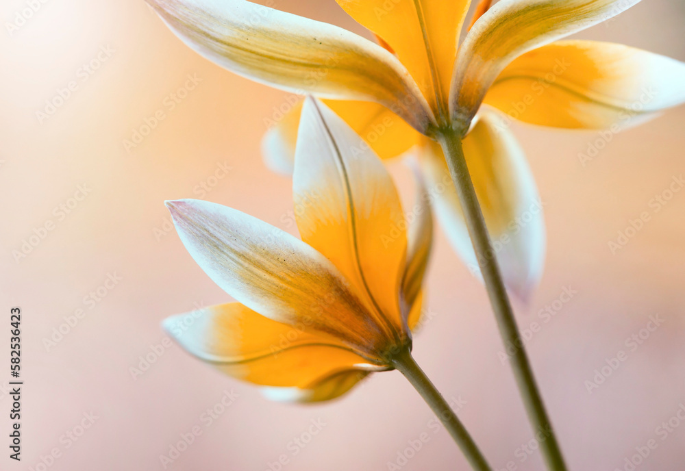 Obraz premium Wiosenne kwiaty - tulipany botaniczne Tarda