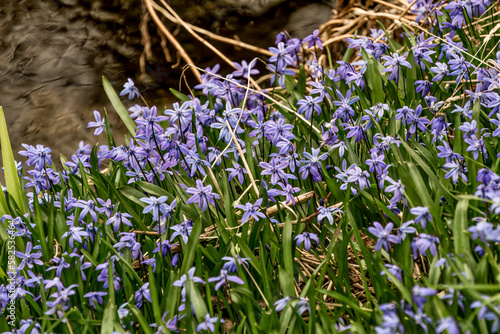 Burlingto  Ontario  Canada - April 7  2020 Close up of blue Scilla  Scilla bifolia  blooms beside a small stream on a sunny spring day