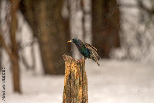 starling perched on a post