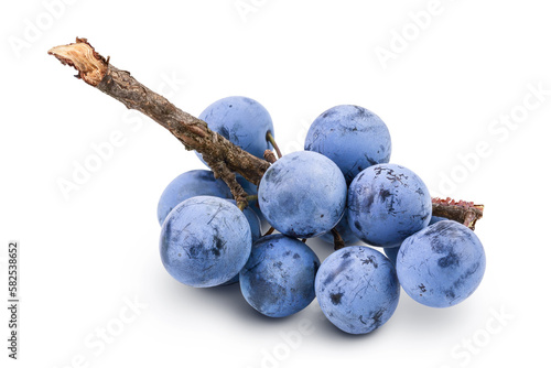 Obraz na płótnie Fresh blackthorn berries with twig, prunus spinosa isolated on white background