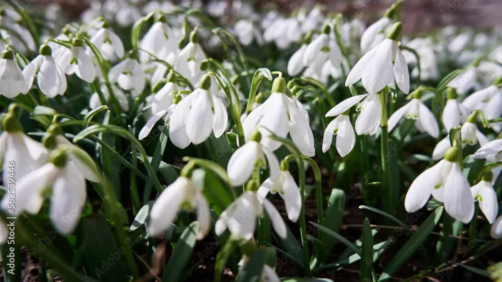 First spring flowers of white snowdrops swaying in the wind in sunny weather, timelapse First spring flowers of white snowdrops swaying in the wind in sunny weather, timelapse