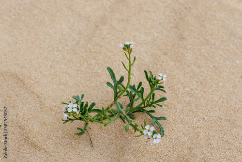 Fototapeta Naklejka Na Ścianę i Meble -  The succulent Cakile is often found on the sandy beaches and dunes of the island of Fuerteventura