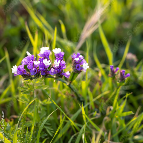 Limonium sinuatum  commonly known as wavyleaf sea lavender  statice  sea lavender  notch leaf marsh rosemary  sea pink  is a Mediterranean plant. Square frame. Flora of Israel