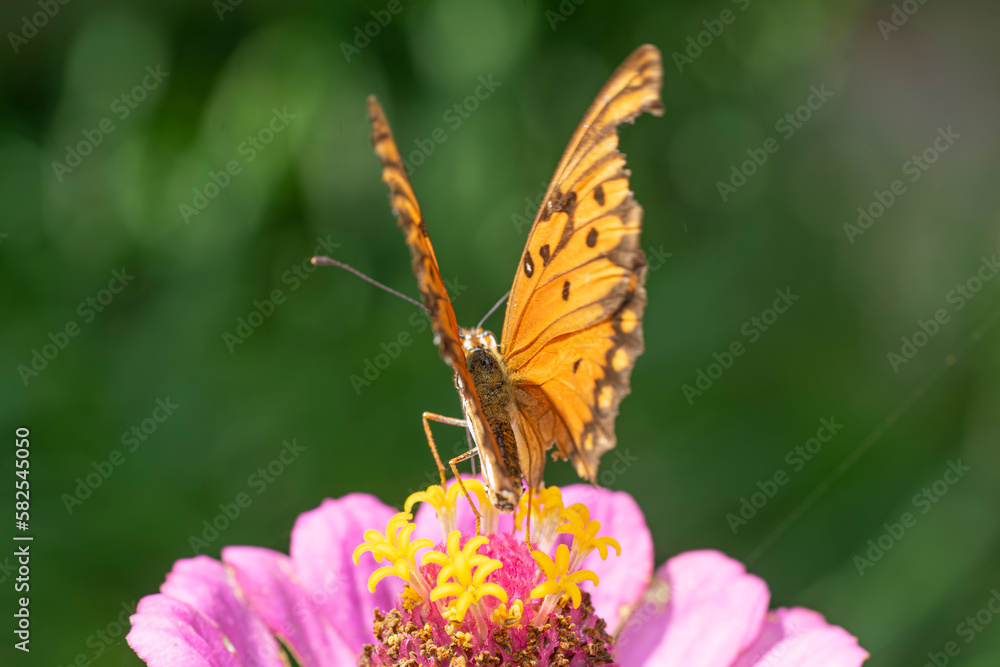 Obraz premium Vanesa Carye butterfly on a pink flower