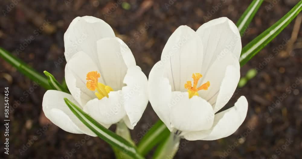 white crocus flower | two of them | symbol of the spring coming| close-up | 4k footage 12 bit white crocus flower | two of them | symbol of the spring coming| close-up | 4k footage 12 bit