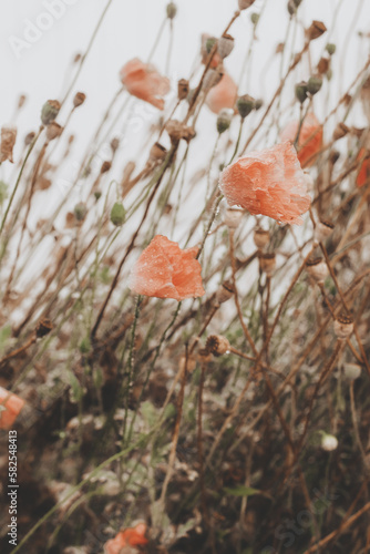 red poppy flowers