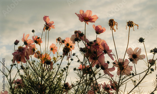  flowers in the field