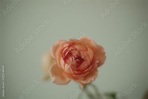 single  rose