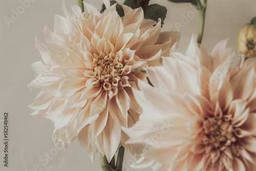 Dahlia flower
