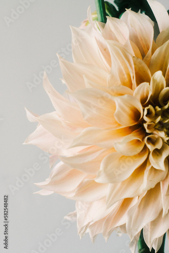 Dahlia