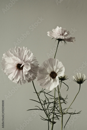 white cosmo flowers 
