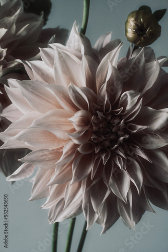 white dahlia flower
