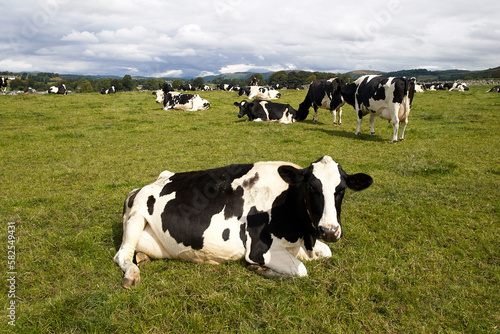 cow sit to rest