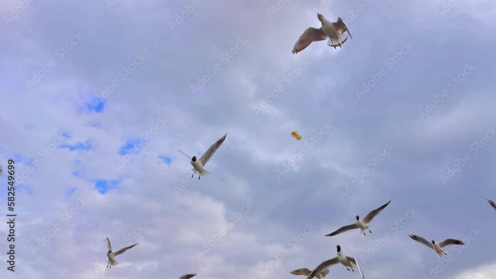 Flock of Seagulls Flying on Beach in Gray Spring Rainy Cloudy Day Footage. Flock of Seagulls Flying on Beach in Gray Spring Rainy Cloudy Day Footage.
