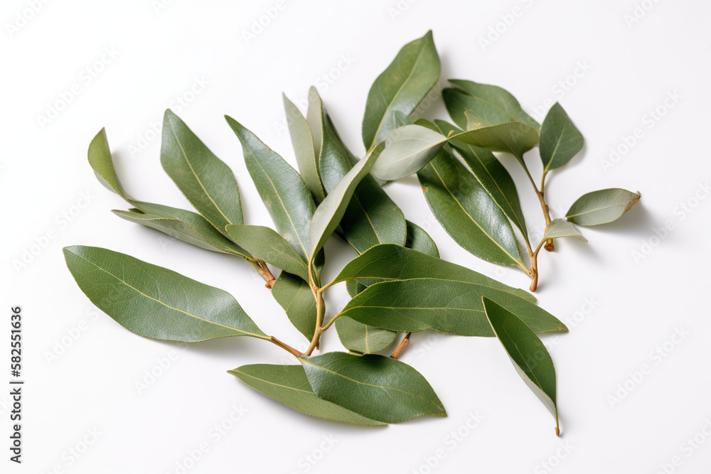 Bay leaf herb pictures showcase the aromatic and green leaves of the