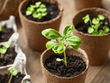 Basil seedlings in biodegradable pots on wooden table. Green plants in peat pots. Prepare small plants for horticultural spring season.