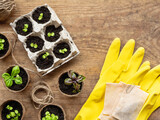 Top view on basil seedlings in peat pots on wooden table with copy space. Reuse of egg carton boxes. Yellow rubber gloves with seeds in paper bags.